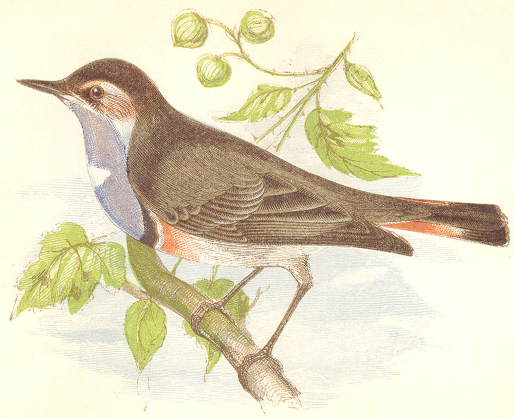 BIRDS. Blue- Throated Marbler (Anne Pratt) 1852 old antique print picture